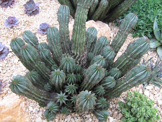 Euphorbia horrida 