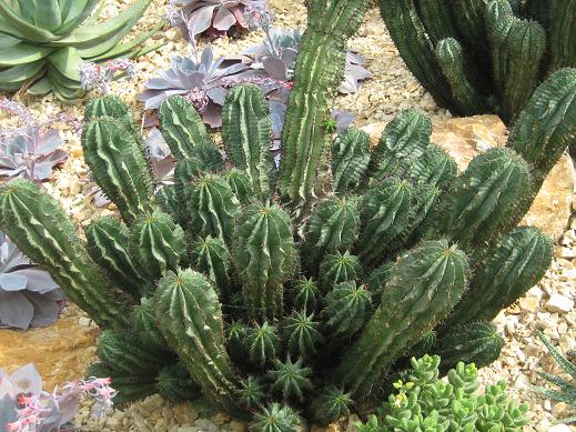 Euphorbia horrida 