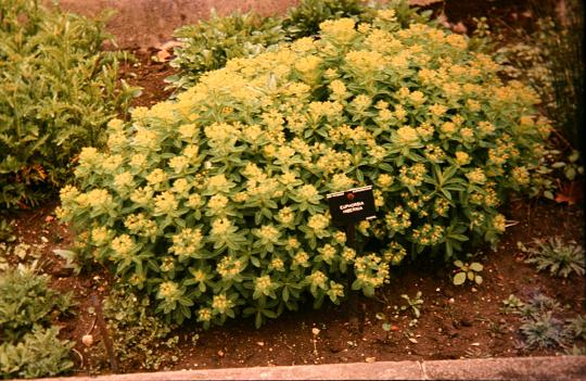 Euphorbia hyberna 