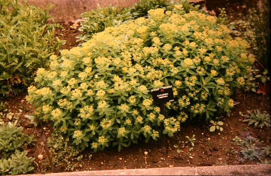 Euphorbia hyberna 