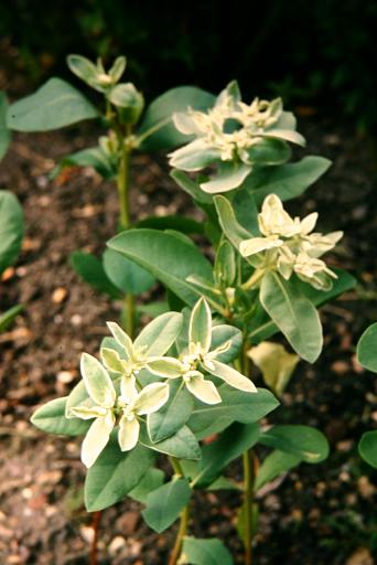 Euphorbia marginata 
