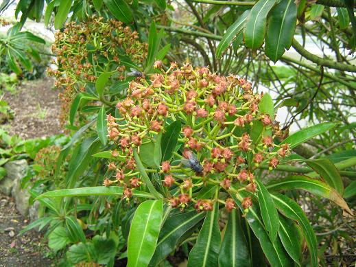 Euphorbia mellifera 