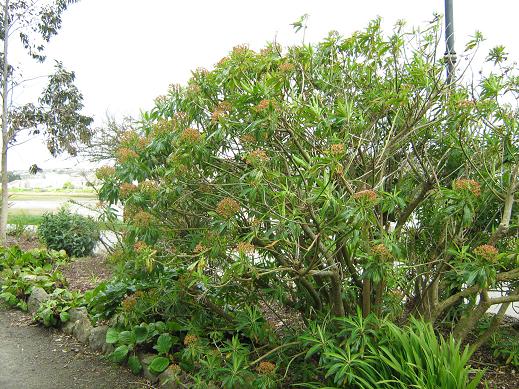 Euphorbia mellifera 