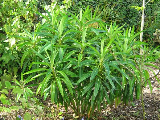 Euphorbia mellifera 