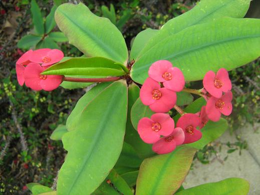 Euphorbia millii 'Splendens' 