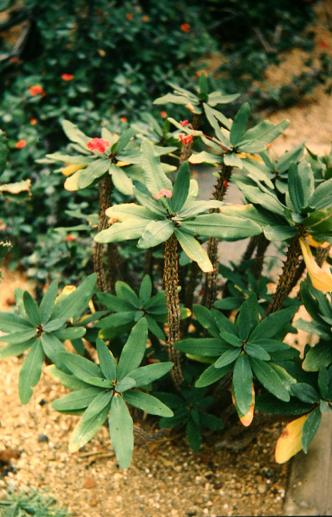 Euphorbia millii 'Splendens' 