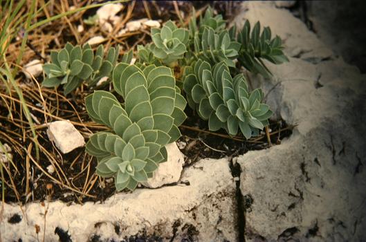 Euphorbia myrsinites 