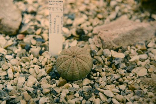 Euphorbia obesa 