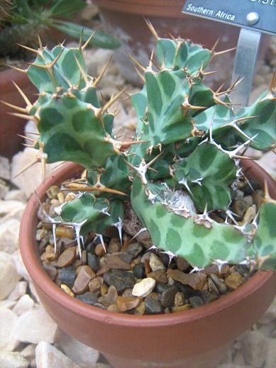 Euphorbia persistens 