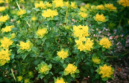 Euphorbia polychroma 