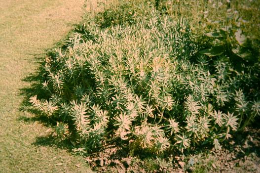 Euphorbia rigida 