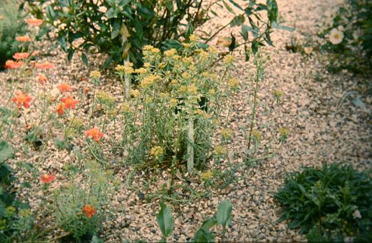 Euphorbia seguieriana ssp. niciciana 