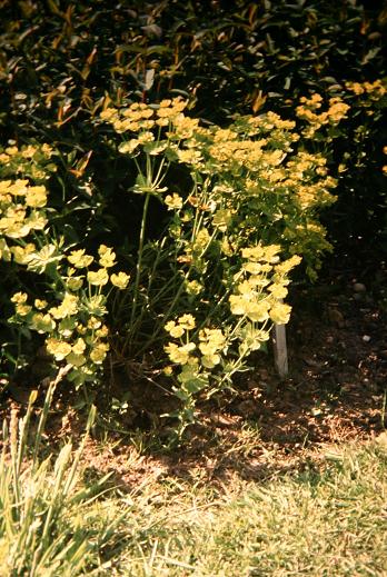 Euphorbia serrata 