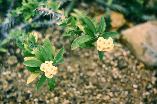 Euphorbia splendens 'Boweri' 