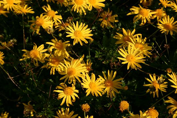 Euryops chrysanthemoides 