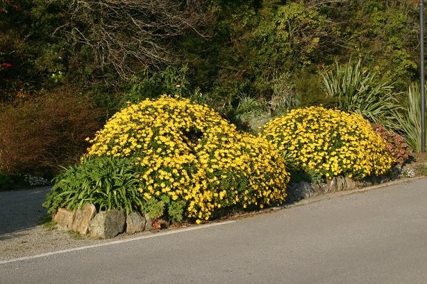 Euryops chrysanthemoides 