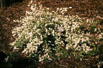 Exochorda macrantha 'The Bride' 