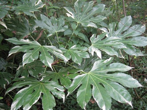 Fatsia japonica 'Variegata' 