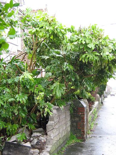 Fatsia japonica 'Variegata' 