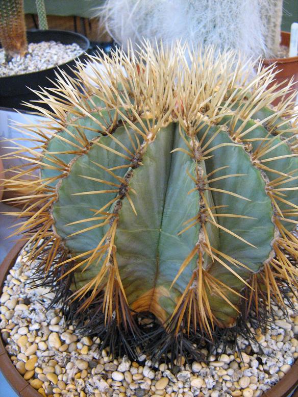 Ferocactus glaucescens 