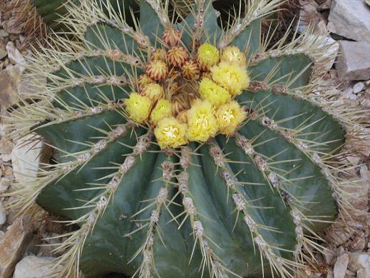 Ferocactus glaucescens 