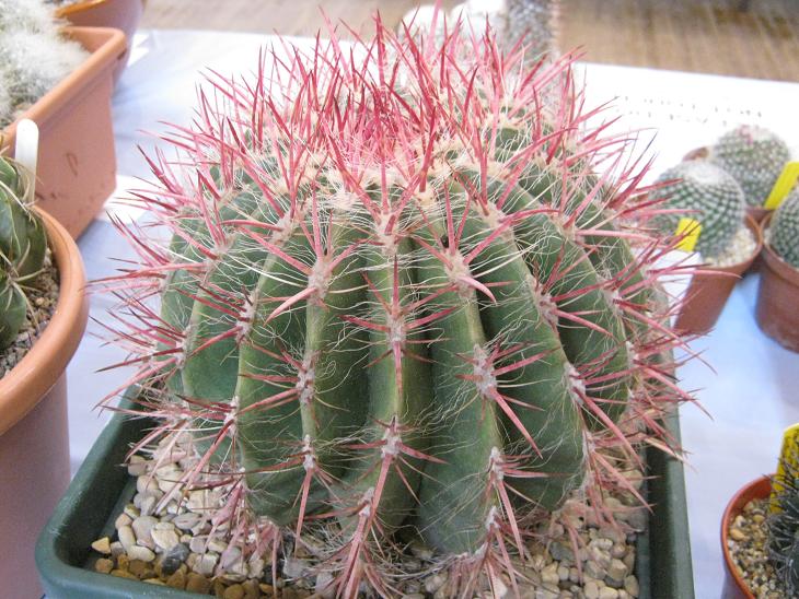 Ferrocactus pilosus 