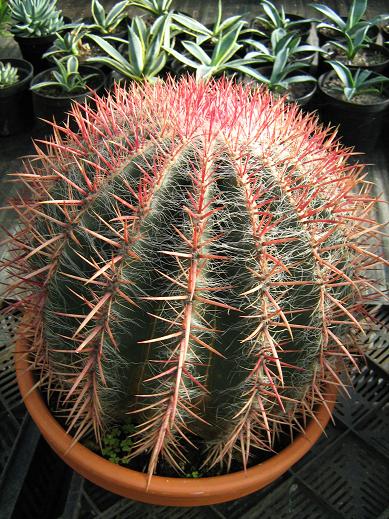 Ferrocactus pilosus 