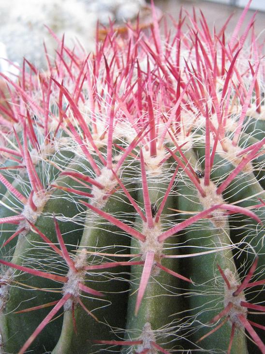 Ferrocactus pilosus 