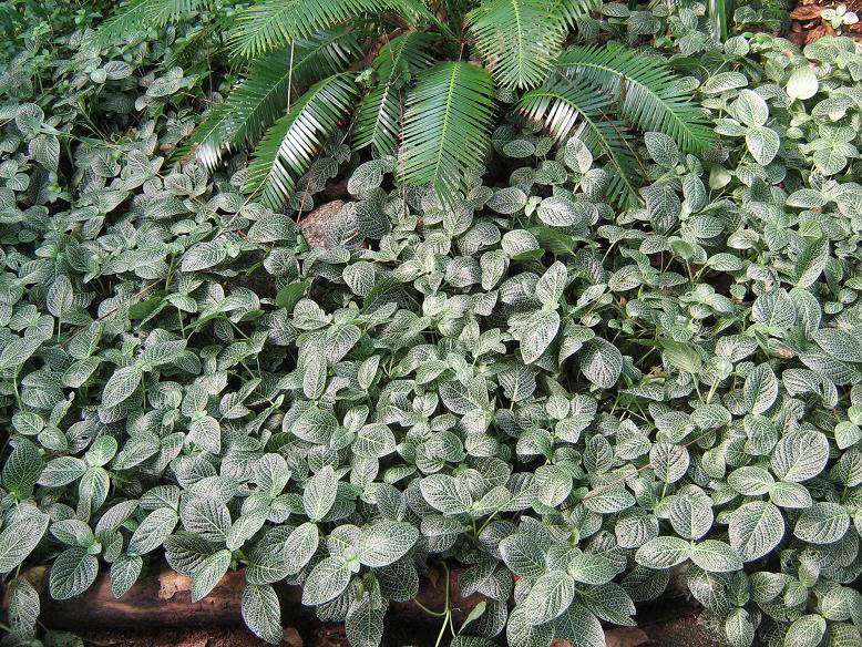 Fittonia verschaffeltii var argyroneura