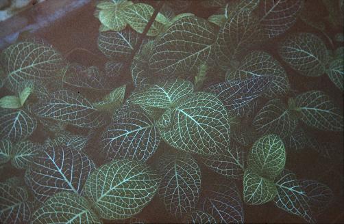 Fittonia verschaffeltii var argyroneura 