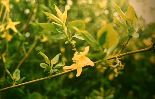 Forsythia suspensa 