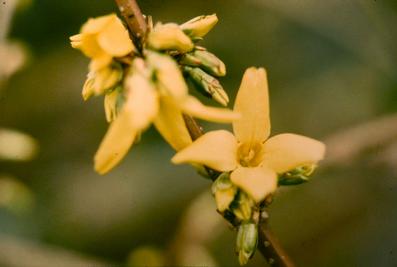 Forsythia x intermedia 