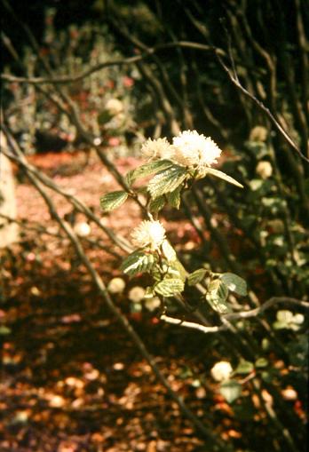 Fothergilla major 