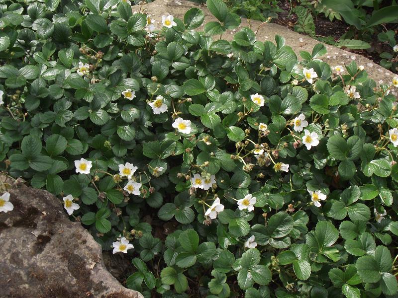 Fragaria chiloensis 