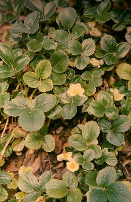 Fragaria chiloensis 