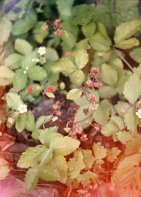 Fragaria vesca 