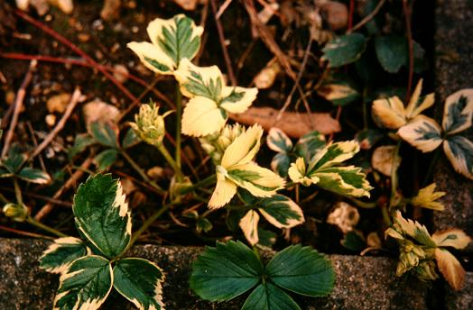 Fragaria x ananassa 'Variegata' 