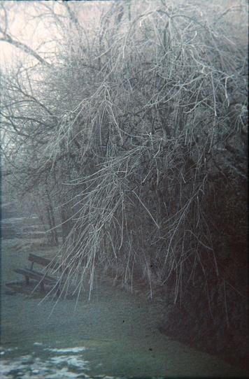 Fraxinus excelsior 'Pendula' 