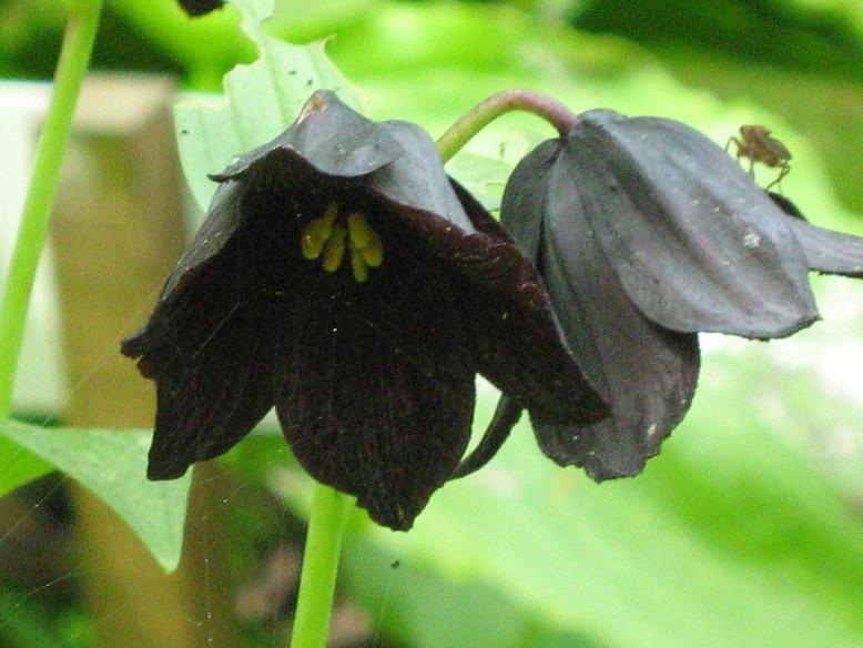 Fritillaria camschatcensis 