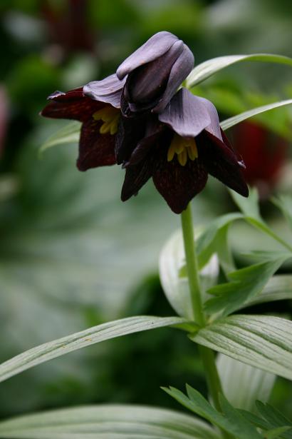 Fritillaria camschatcensis 