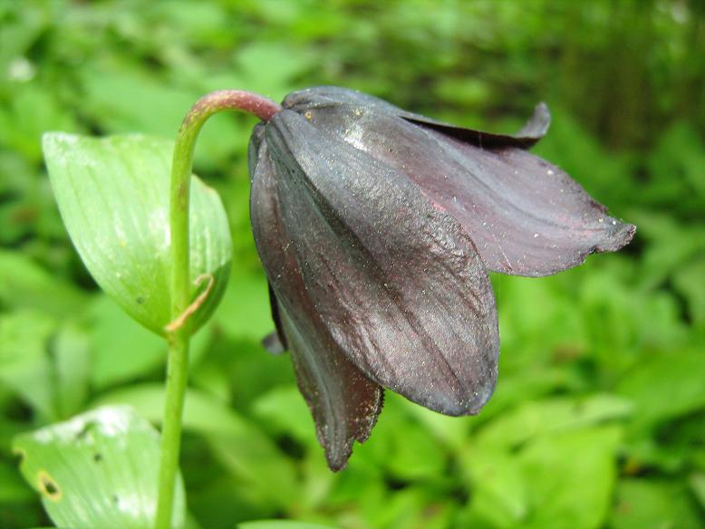 Fritillaria camschatcensis 