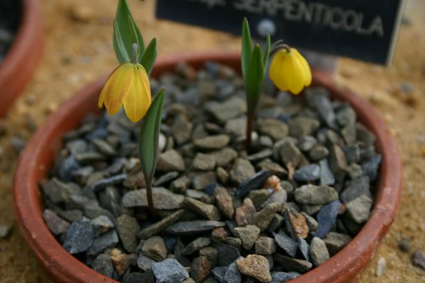 Fritillaria caricassp. serpenticola 