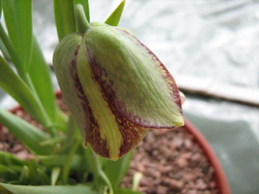 Fritillaria crassifolia 