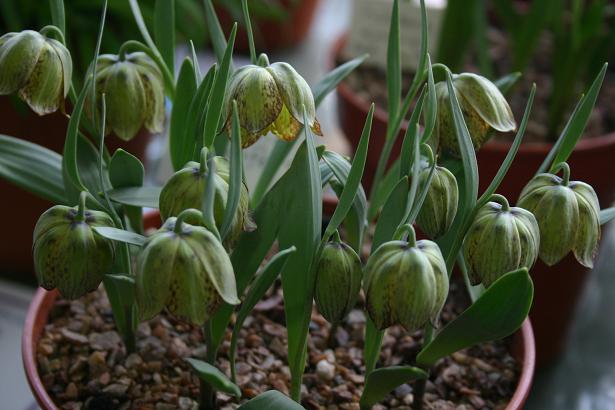 Fritillaria crassifolia 