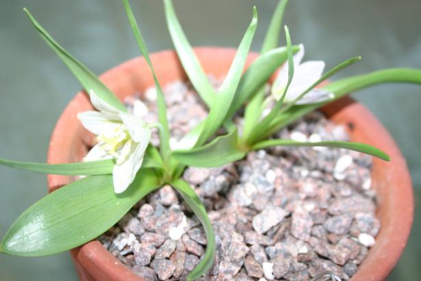 Fritillaria crassifolia ssp. poluninii 