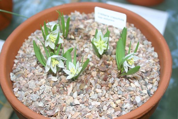 Fritillaria crassifolia ssp. poluninii 