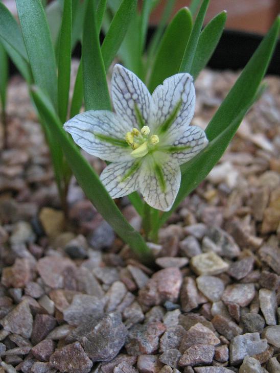 Fritillaria crassifolia ssp. poluninii 