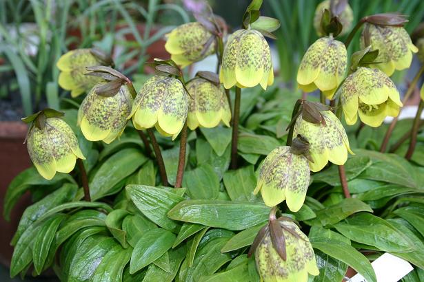 Fritillaria davidii 