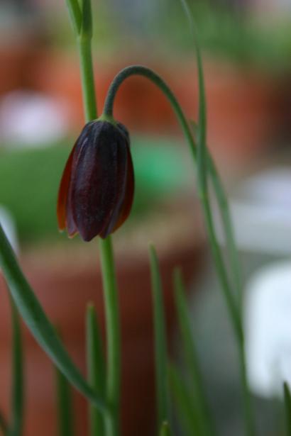 Fritillaria drenovskii 