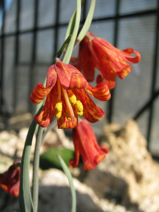 Fritillaria eastwoodiae 